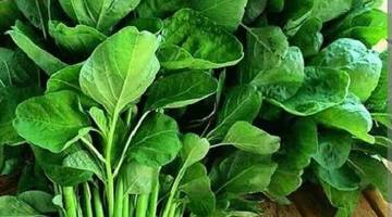 Benarkah Sayur Bayam Beracun Jika Dipanaskan?