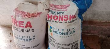 Inilah Pupuk yang Baik Digunakan Awal Musim