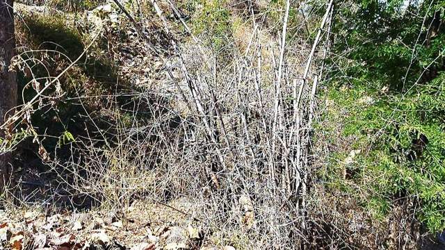 Percaya Tidak Fenomena Pepohonan Bambu Mati Masal di Belu