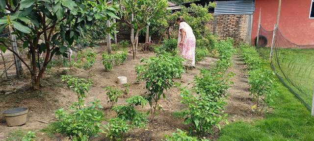 Warga Aceh Singkil Manfaatkan Pekarangan Rumah Budidaya Cabai