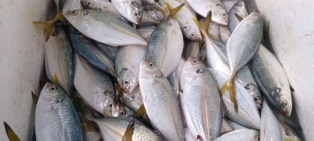 Wajib Tahu! Tiga Ciri Ikan Masih Segar