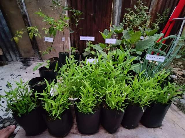 Cara Mudah Menanam Kangkung di Lahan Sempit