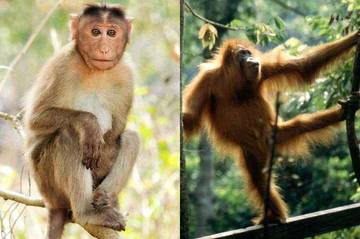 Inilah Fakta Menarik Kera dan Monyet