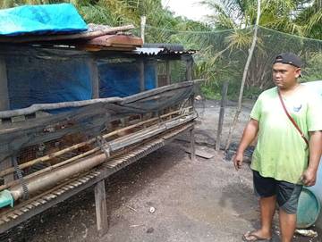Ayam Elba Peluang Usaha Yang Menguntungkan