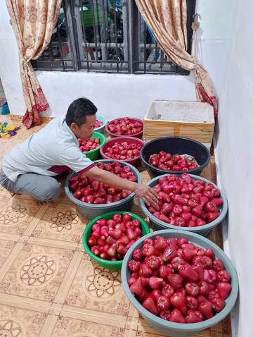 Tips Menanam Jambu Madu Agar Cepat Panen