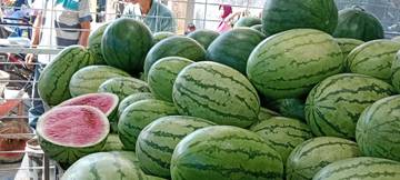 Semangka, Buah Segar Pelepas Dahaga saat Berbuka