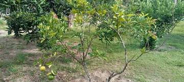 Petani Disingkil Sulap Lahan Perkarangan Jadi Taman Buah
