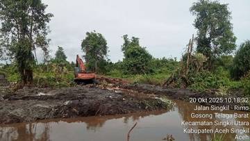 Begini Cara Penanaman Pohon Kelapa Sawit di Lahan Rawa