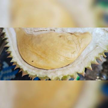 Durian Mania! Ini Rahasia Pilih Durian Kuning Legit