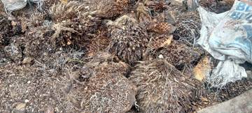 Ini Manfaat Jangkos Sawit Untuk Petani disingkil 