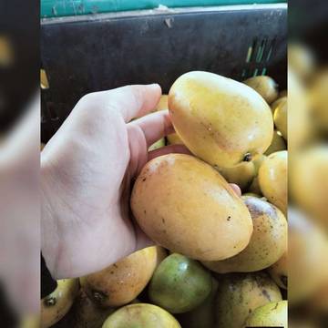 Tips Memilih Mangga Udang yang Manis dan Segar