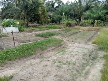 Masyarakat Singkil Sulap Lahan Tidur untuk Budidaya Palawija