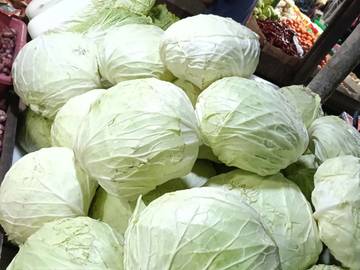 Harga Sayur Kol Di Aceh Singkil Merangkak Naik
