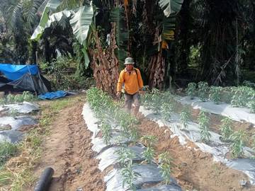 Petani Singkil Tetap Optimis di tengah Harga Merosot