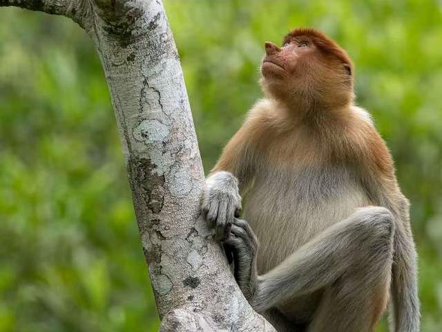 Bekantan, Primata Endemik Indonesia