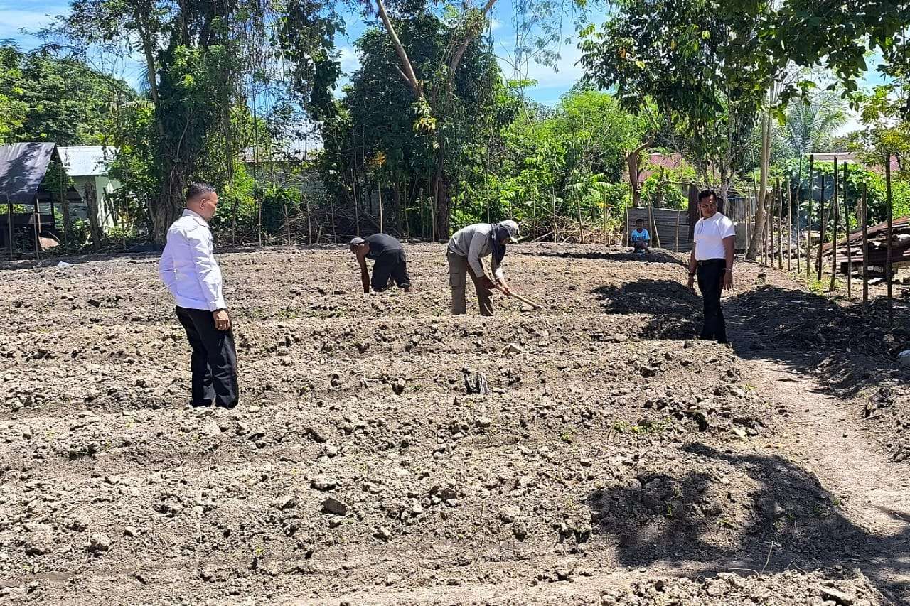 Dukung Ketahanan Pangan, Napi Lapas Wahai Garap Lahan - RRI.co.id