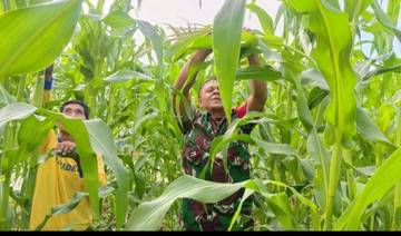 Babinsa Koramil Wonreli MBD Dampingi Petani Jagung Abuser
