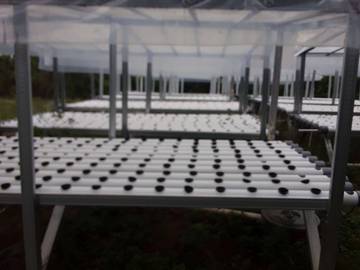 Petani Dusun Aer Tenggelam Hunuth Kembangkan Tanaman Hidroponik