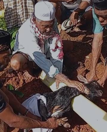 Warga Negeri Effa Gelar Penyembelihan Hewan Nadzar