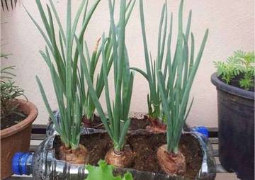 Ini Cara Mudah Menanam Daun Bawang di Rumah