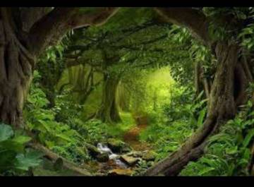 Hutan Fondasi Alami Terbaik Penahan Banjir