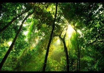 Pohon Sebagai Kanopi Hutan Untuk Keseimbangan Lingkungan