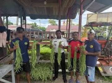 ​Perkuat Ketahanan Pangan, Rutan Masohi Kembali Panen Kacang Panjang