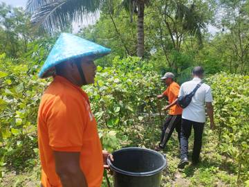 Buncis Lapas Namlea Kini Jadi Pilihan Alternatif 