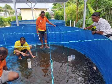 Lapas Namlea Budidaya  Ribuan Anakan Nila