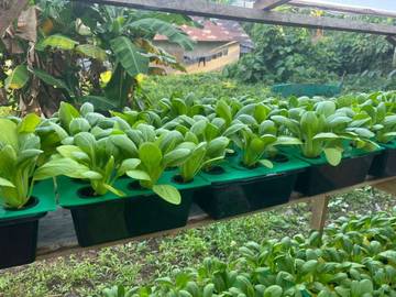 Pekarangan Rumah Jadi Sumber Ketahanan Pangan Keluarga