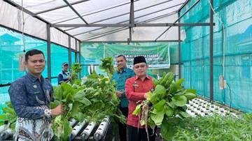 Lapas Luwuk Konsisten Wujudkan Ketahanan Pangan Lewat Sawi