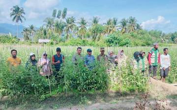 Warga Desa Urundaka Gelar Panen Tomat Perdana