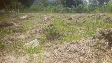Petani di Tojo Una-Una Mulai Menanam Lebih Awal