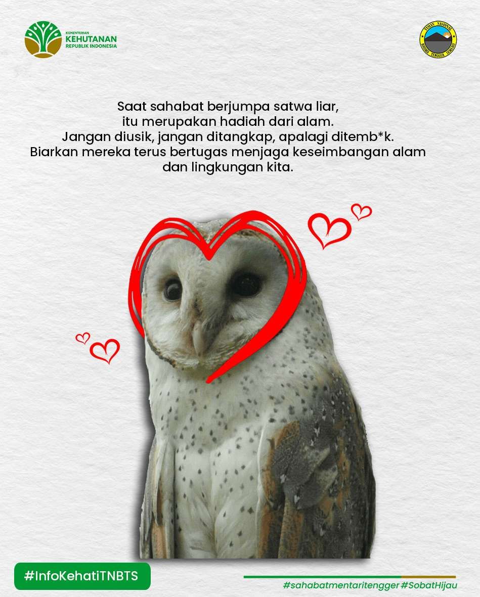 Burung Hantu Putih Efektif Kendalikan Hama Tikus Sawah