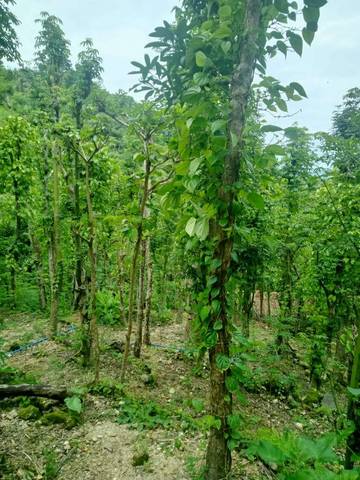 Tanaman Sirih Bernilai Ekonomi Bagi Masyarakat Belu