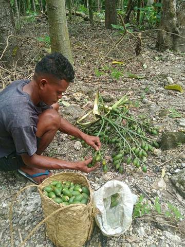 Budidaya Tanaman Pinang Tingkatkan Ekonomi Petani di Belu