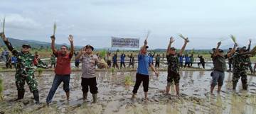 Kodim 1605/Belu Laksanakan Penanaman Padi di Kecamatan Raihat