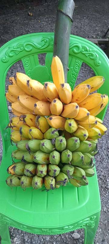 Pisang Wini Pangan Lokal yang Sedang Dikembangkan