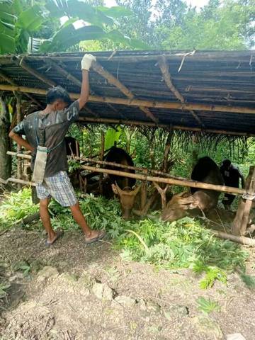 Paronisasi Ternak Sapi Masih Dilakukan Masyarakat Belu