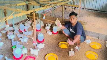Prospek Investasi Menggiurkan Usaha Ternak Ayam