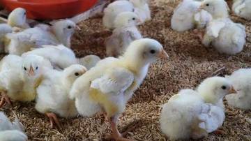 Peternak Ayam: Berpeluang Untung, Besar Tantangan 
