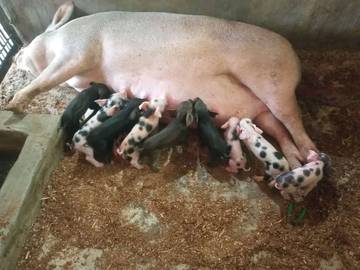 Peluang Pasar Penjamin Keberlanjutan Usaha Peternakan