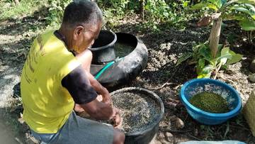 Warga Tani Belu Cara Baru Membersihkan Kacang Hijau