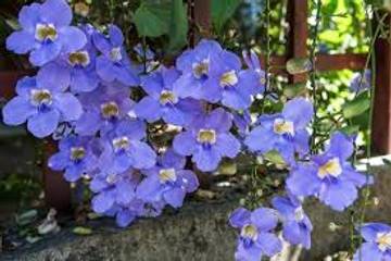 Bunga “Thunbergia Grandiflora”, Mempesona dan Menyehatkan