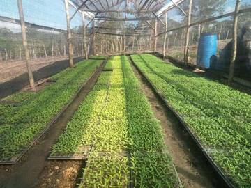 Pemanfaatan Lahan Petanian Menuju Agrowisata