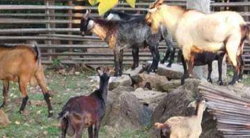 Warga Belu Keluhkan Harga Jual Kambing  Murah