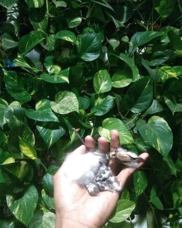 Inovasi Tenunan Alor  Berbahan Alami Berkelanjutan