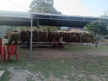 Pilar Rumah Suku Adat Nonot Forenain Berbahan Alam