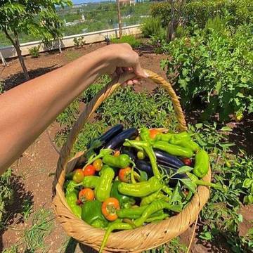 Berkebun di Rumah Jadi Cara Isi Waktu Luang