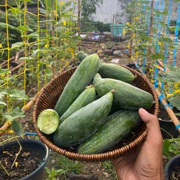 Dari Gadget ke Kebun, Pikiran Jadi Lebih Santai